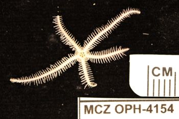 Media type: image;   Invertebrate Zoology OPH-4154